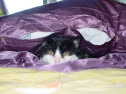 Katze im Bett