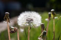 Pusteblume